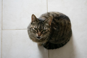 gatto casalingo tigrato