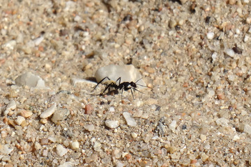 Camponotus fulvopilosus