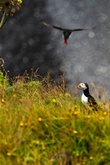 Puffins