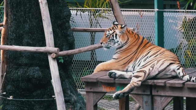 Tethered tiger in the park for taking photos with tourists. Pattaya, Thailand. Slow Motion