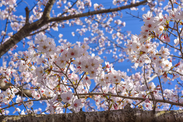 青空と桜