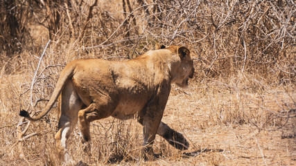  lioness running