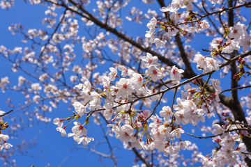 青空と桜