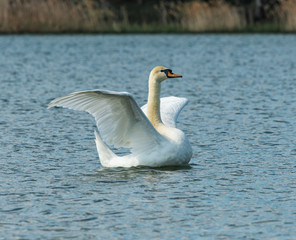 white swan bird swimming in the water flapping its wings