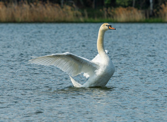 white swan bird swimming in the water flapping its wings