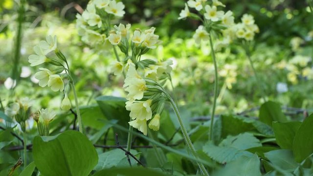 Primev&egrave;re &eacute;lev&eacute;e ou Primev&egrave;re des bois  (Primula elatior)