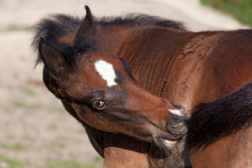 Portrait of nice Arabian foal