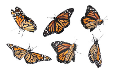 Obraz na płótnie Canvas Set of many flying fragile monarch butterflies on white background