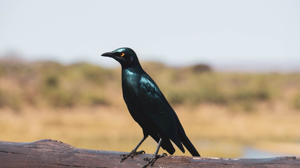 bird with bokeh