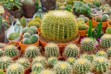 different cactus pots and succulent pots for sale on market