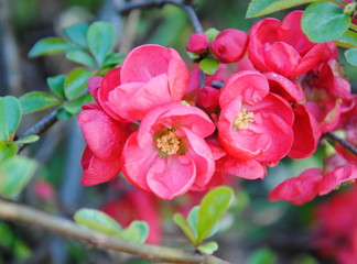 Obraz premium Close up of scarlet flowers of flowering quince or Chinese or Japanese quince (Chaenomeles speciosa) in early spring