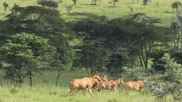 A Herd Of Hartebeest Walking Along The Meadows Of El K Safari In Kenya. -wide shot