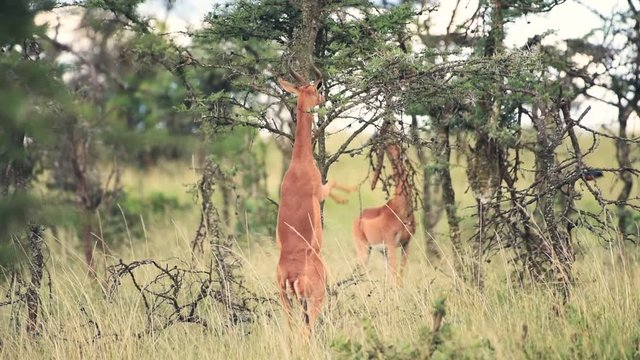 Gerenuk Eating On The Tree Leaves While Standing On Hind Legs In The Wilderness In Kenya - Medium Shot