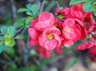 Fototapeta na wymiar Close up of scarlet flowers of flowering quince or Chinese or Japanese quince (Chaenomeles speciosa) in early spring