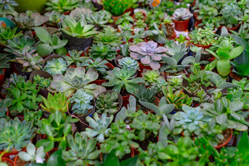 different cactus pots and succulent pots for sale on market