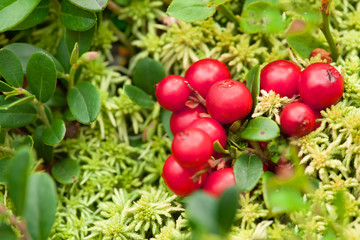Red lingonberries on green moss. Berries. healthy natural products.
