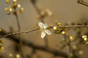 The first spring flower buds of fruit trees.