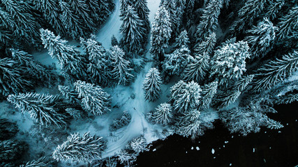 Winter Snow coniferous forest Carpathians Ukraine aerial photography.