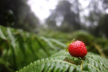 Erdbeere im Regenwald