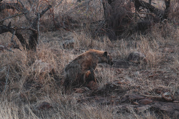 hyiena in kruger national park south africa