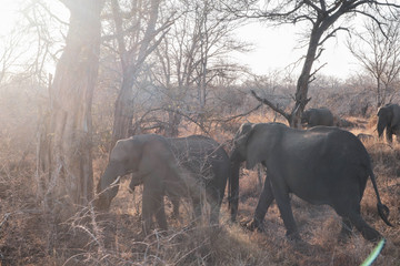Fototapeta premium elephant in south africa