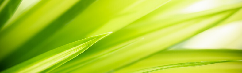Amazing nature view of green leaf on blurred greenery background in garden and sunlight with copy space using as background natural green plants landscape, ecology, fresh wallpaper concept.