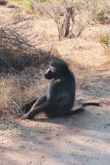 monkey family in national park