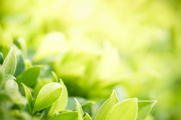 Amazing nature view of green leaf on blurred greenery background in garden and sunlight with copy...