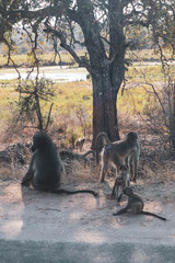 monkey family in national park