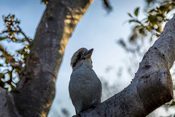 A kookaburra - one of the most popular birds of Australia - sitting on a branch of a tree in a public park in Sydney, New South Wales during a hot day in summer.