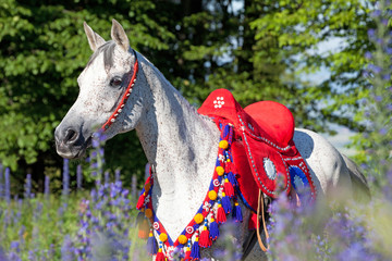 Portrait of Arabien horse in blue flowers
