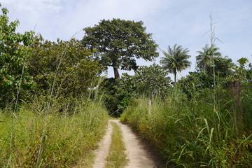 Wanderweg Afrika Gambia mit Affenbrotbaum Baobab