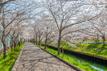 千葉県船橋市　海老川ジョギングロード　桜並木