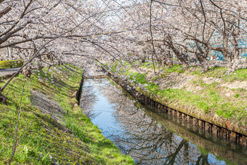 千葉県船橋市　海老川ジョギングロード　桜並木