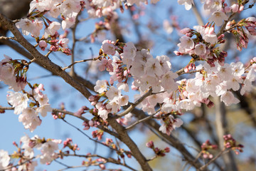 桜の咲き始め