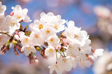 桜の咲き始め