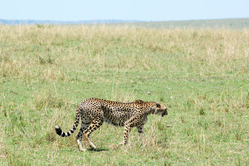 Wild African Cheetah in Masai Mara National Park in Kenya