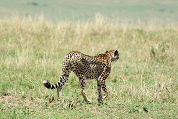Wild African Cheetah in Masai Mara National Park in Kenya