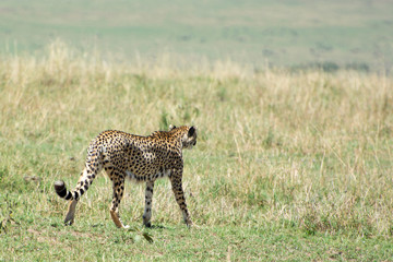 Wild African Cheetah in Masai Mara National Park in Kenya