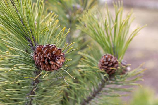 a group of brown cones of a pine growing on a pine at the beginning of spring, branches with long green needles