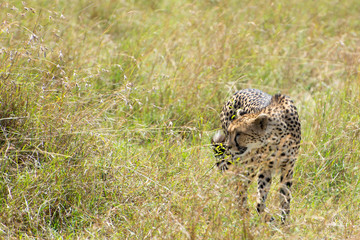 Wild African Cheetah in Masai Mara National Park in Kenya