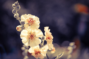 M&auml;rchenhafte Rosen