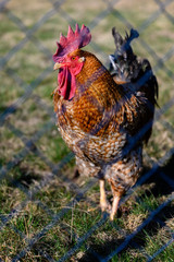 Rooster in detail behind the fence.