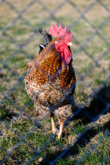 Rooster in detail behind the fence.