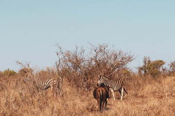 Fototapeta na wymiar wildbeast and zebra