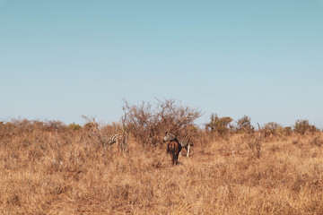 wildbeast and zebra