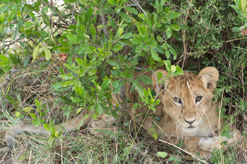 Wild Lion Cub in Masai Mara National Park in Kenya, Africa