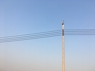 Pelecanus is on a power pole waiting for the evening time.