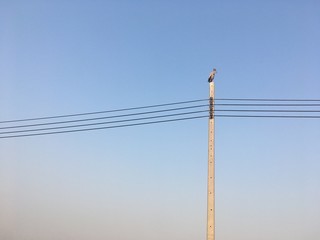 Pelecanus is on a power pole waiting for the evening time.