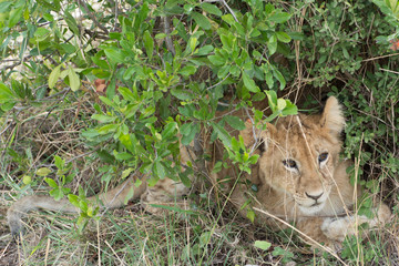 Wild Lion Cub in Masai Mara National Park in Kenya, Africa